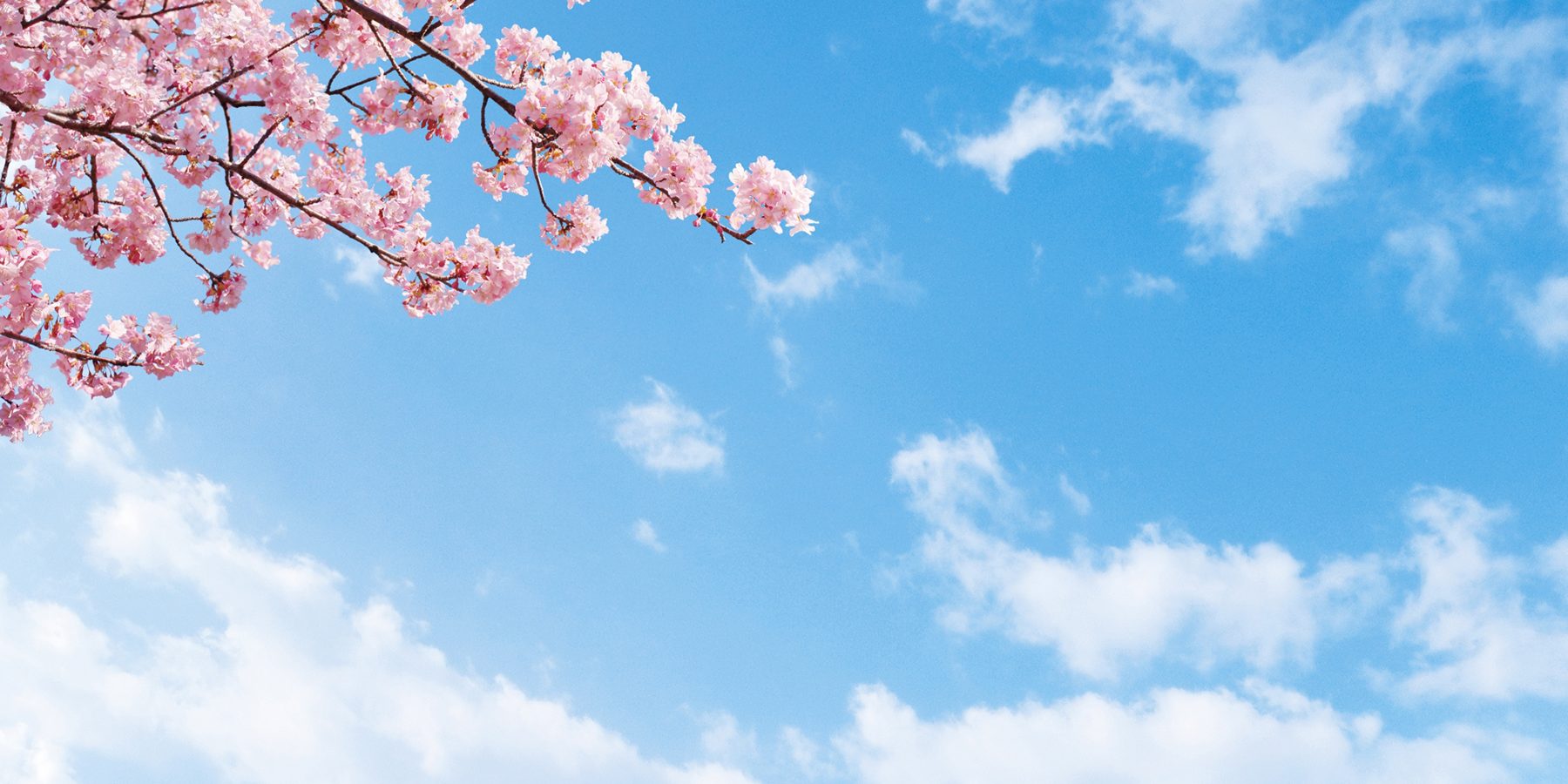 青空と桜で春のイメージ写真
