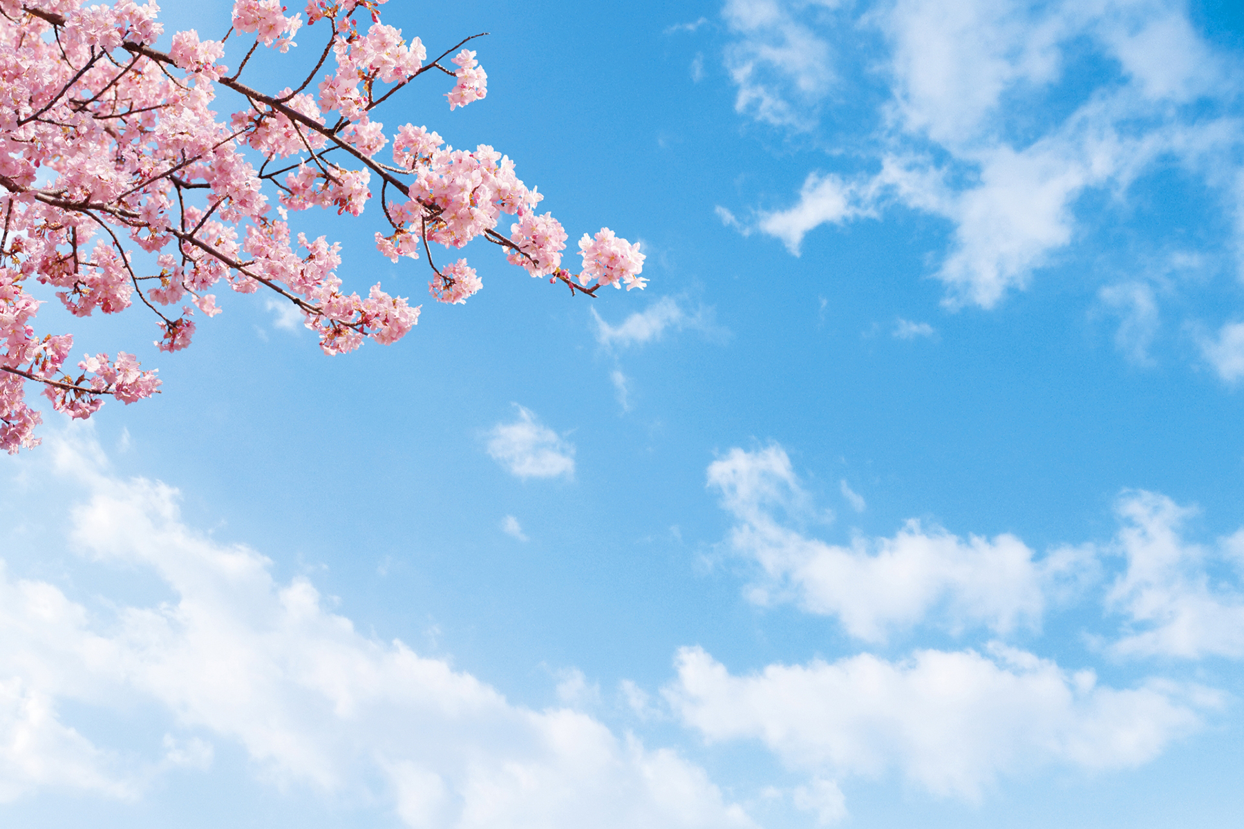 青空と桜で春のイメージ写真