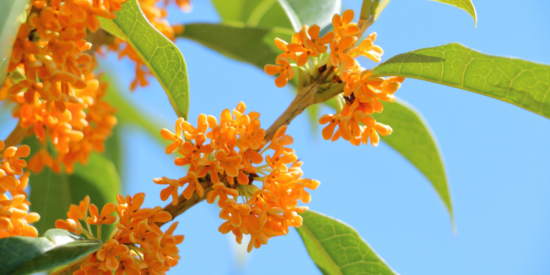 キンモクセイと秋の青空の写真