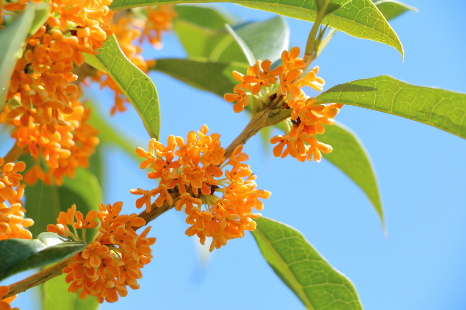キンモクセイと秋の青空の写真