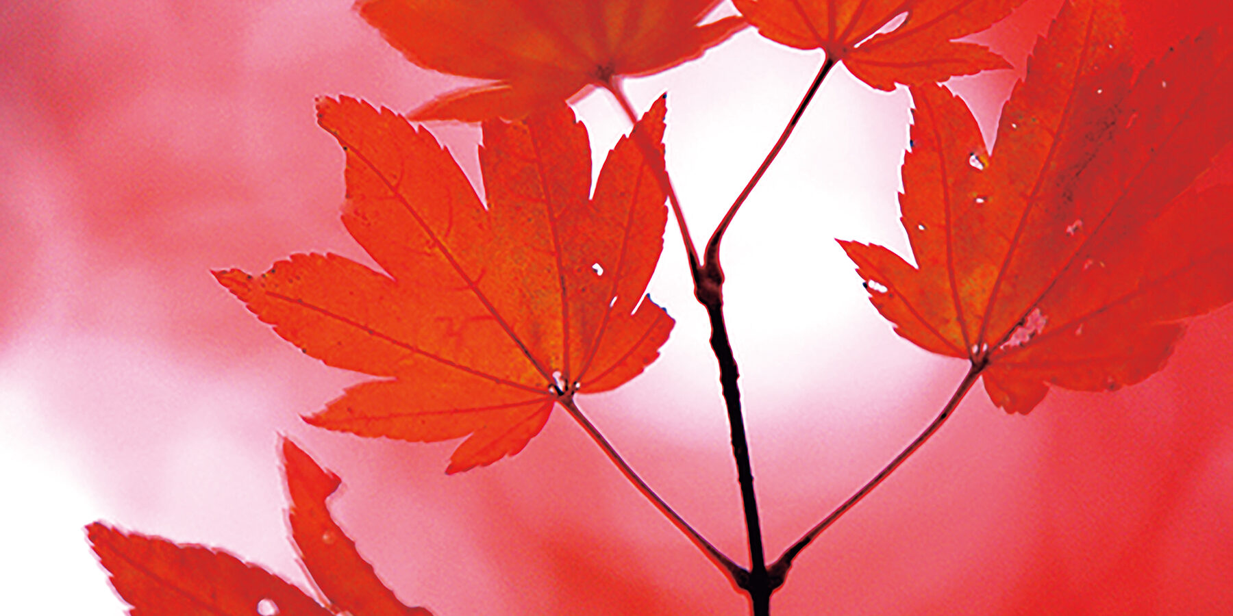 AOVA Magazine vol.20の表紙で使われていた紅葉の写真