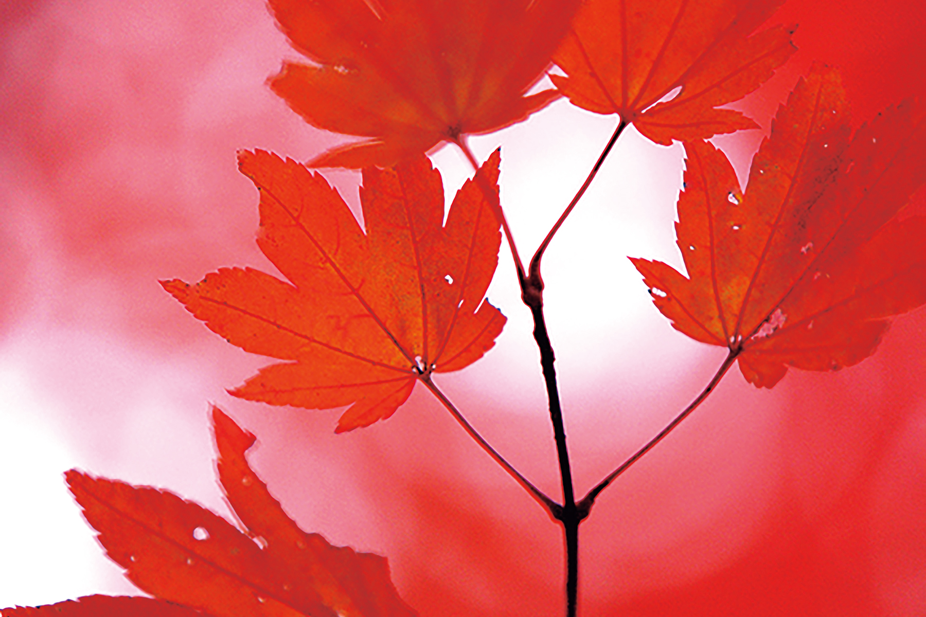 AOVA Magazine vol.20の表紙で使われていた紅葉の写真